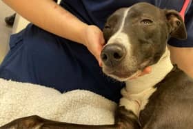 Here is Luna at the vets, receiving treatment and care after being hit by a car in Mansfield.