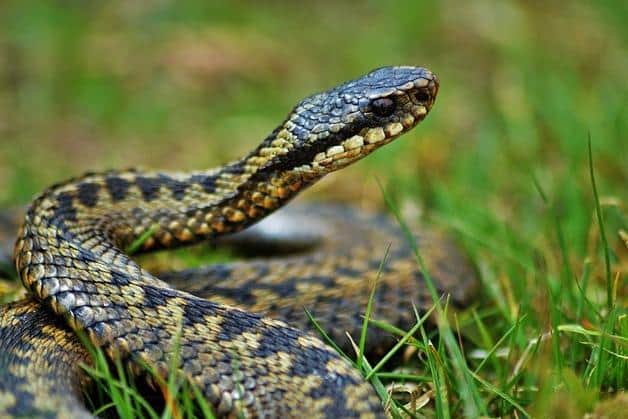 According to the Wildlife Trust, adders, which are a protected species, are relatively small, stocky snakes and prefer woodland, heathland and moorland habitat. Photo: Pixabay.