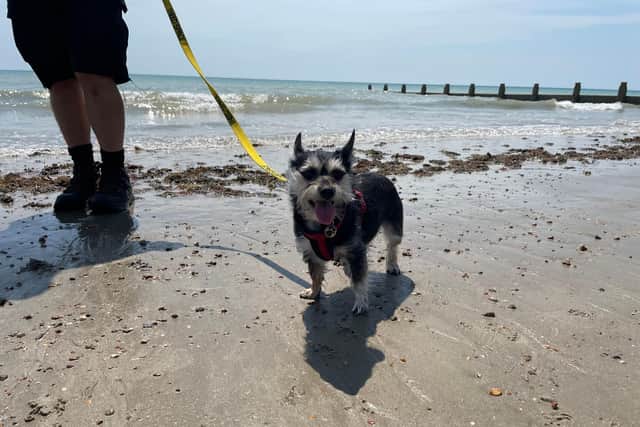 Probiotics could help save your holiday - Animal News Agency