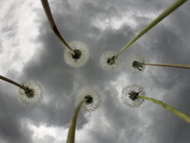Dandelions weathering a storm in Neil's back garden.