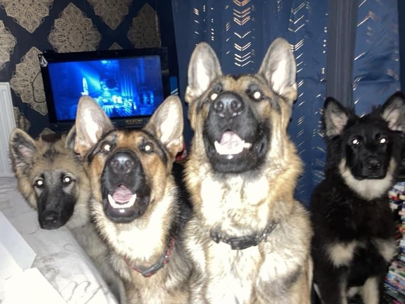 Bandit (8m) Bella (12m) Bear (17m) Buddy (8m).