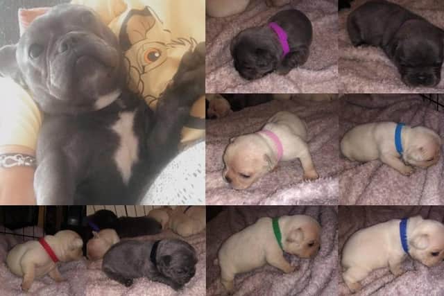 Anyone who has seen the dogs for sale is asked to contact police.