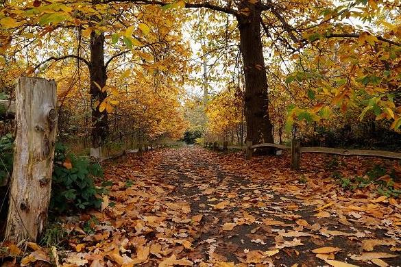This is a great time to take a stroll around Thieves Wood with a range of routes to explore.
