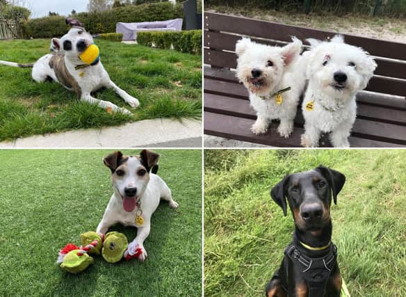 Could you give one of these pups a forever home?