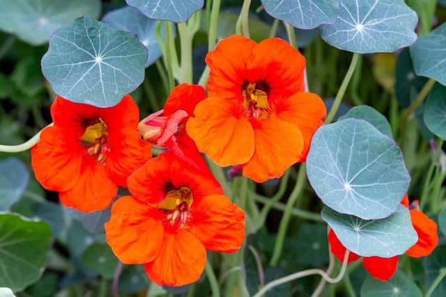 Nasturtiums are well suited to pots, beds and borders in full sun or partial shade, says gardening columnist Sara Milne.