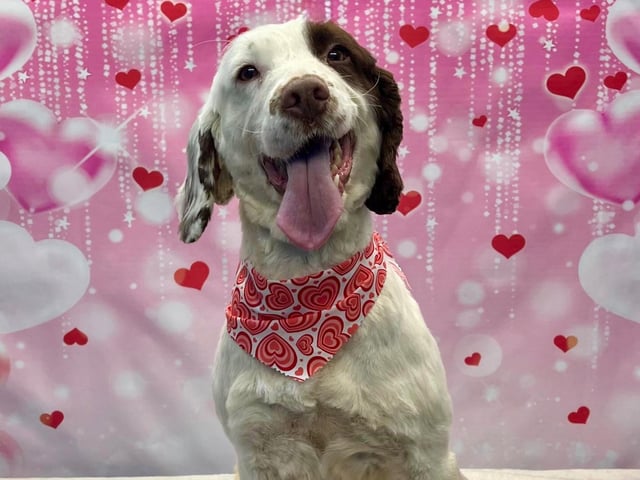 Preened pooches can pucker up for a sweet photoshoot