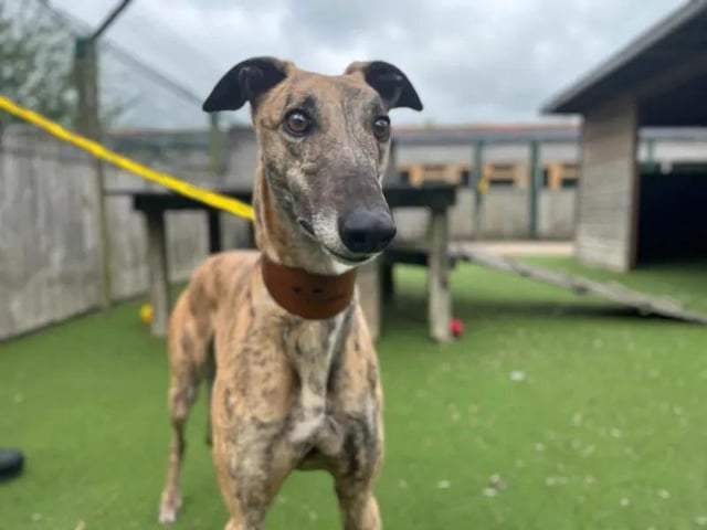 Diana is a nervous ex-racing Greyhound, who is looking for a quiet forever home to help her gain confidence.  Diana hasn’t experienced much of the big, wide world yet, so is looking for the right owners who can help her experience all the joys of life, and help her understand that life outside of the kennels can be fun, not scary. Like many Greyhounds, Diana is a true couch potato, loving a walk before snuggling up on the sofa for a cuddle.  Diana would be best suited to an adult only home, where she can be the only pet. See more at https://www.dogstrust.org.uk/rehoming/dogs/greyhound/3637832