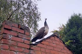 A picture of the peahen on Lisa's garden in Wellow.