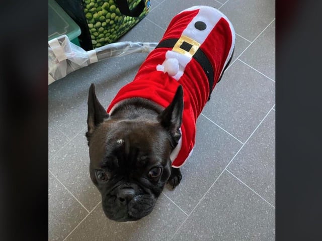 In the run up to Christmas 2020, our readers have shared their pets adorable festive costumes.