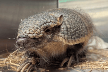 Brutus the armadillo