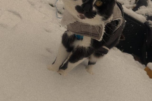 Vicky's cat loves the snow.