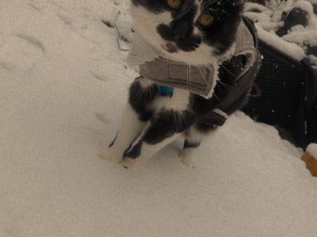 Vicky's cat loves the snow.