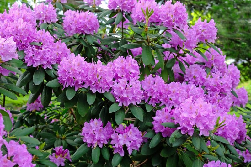 Rhododendron can cause  nausea, vomiting, depression, difficulty breathing and a coma in dogs.