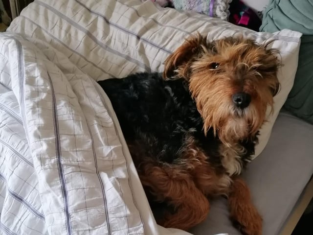 Hattie, from Romanian street scavenger - to spoilt rotten baby in bed.