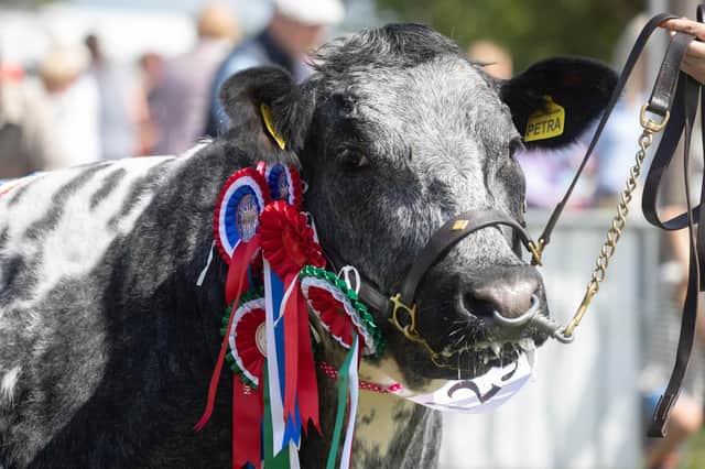 A prize cow at Nottinghamshire County Show this year. Photo by Tim Scrivener.