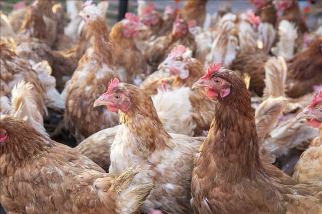400 hens need to be rehomed on November 19, after they were saved by Chicken Rescue UK at just 72 weeks old.