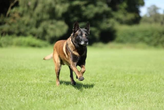 Police Dog Dexter is retiring after more than eight years of service. Photo: Nottinghamshire Police