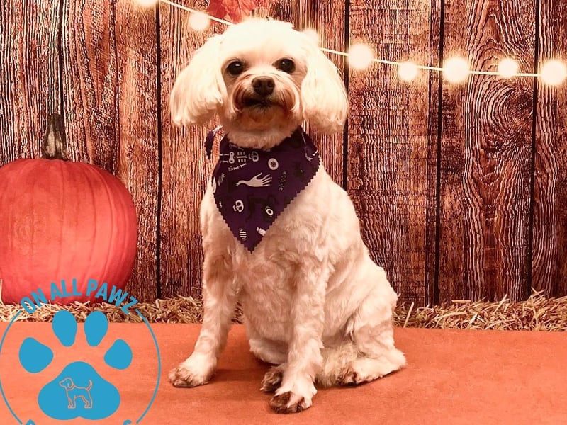 On All Pawz is located on Portland Street, Mansfield Woodhouse, Mansfield