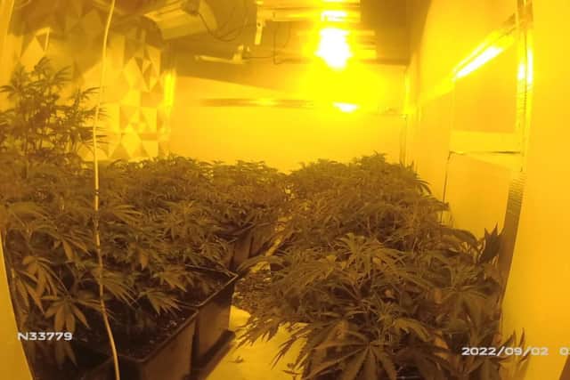 Cannabis plants were found inside the basement and loft, as well as two rooms upstairs.