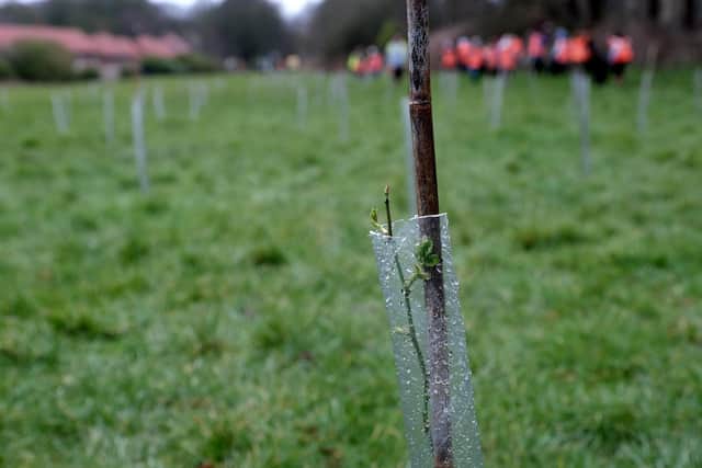 A number of trees were planted.