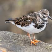 Andy Gregory has been on his travels to take this superb close-up shot of a turnstone on the sea wall in Bridlington North Bay.