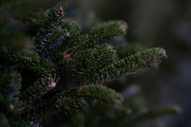 Mansfield Crematorium will again have a memorial Christmas tree this year