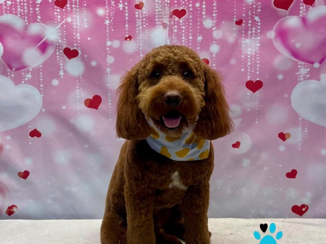 Pampered and preened puppy dogs gear up for Valentine's Day.