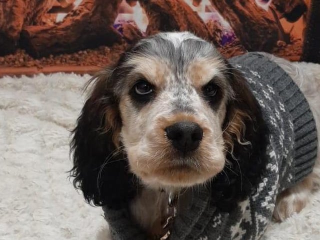 Winnie loves a woolly jumper.