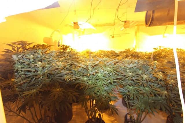 Cannabis plants were discovered at the property by Nottinghamshire Police. Photo: Nottinghamshire Police.