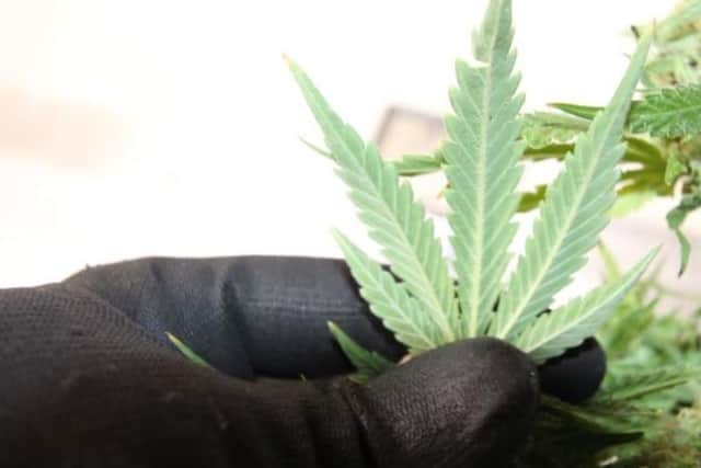 More than 1,000 plants were discovered.