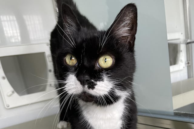 Storm is a gentle, older lady who’s looking for a new home to rest her paws. She can be a little shy at first, however she loves a head tickle once she’s got to know you. Storm has lived as an indoor only cat before so may be happy to do so again and could live with a calm, older child in her new home.