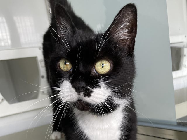 Storm is a gentle, older lady who’s looking for a new home to rest her paws. She can be a little shy at first, however she loves a head tickle once she’s got to know you. Storm has lived as an indoor only cat before so may be happy to do so again and could live with a calm, older child in her new home.