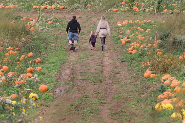 There are plenty of pumpkins to choose from this autumn.