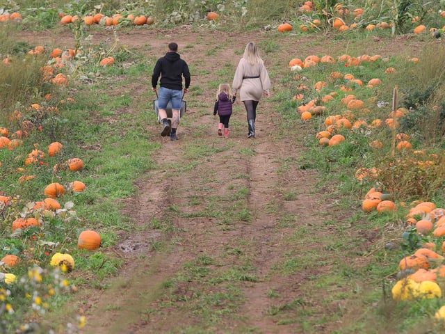 There are plenty of pumpkins to choose from this autumn.