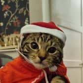 A Christmas cat.