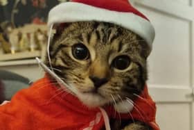 A Christmas cat.