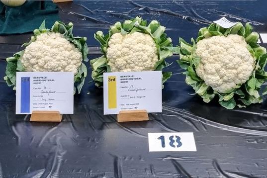 Cauliflowers from this year's vegetable competition. Photo: Lesley Grand-Scrutton