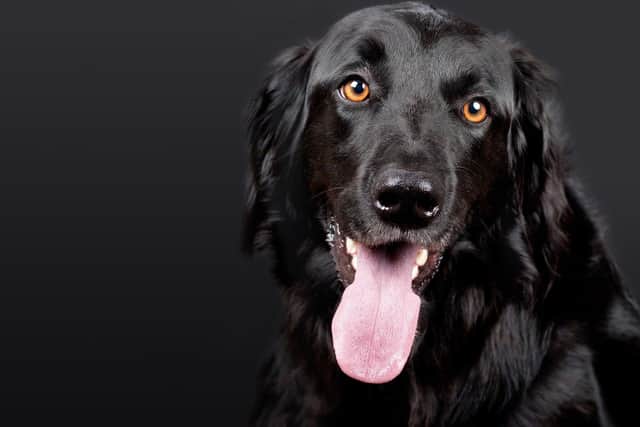 More than 100 dogs were rehomed in Nottinghamshire