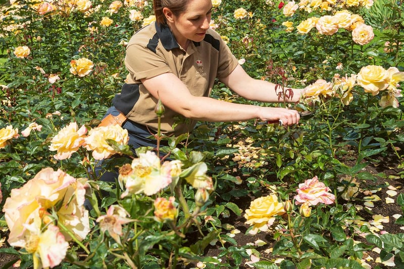 A member of the gardening team at Buckingham Palace deadheading roses in the Rose Garden