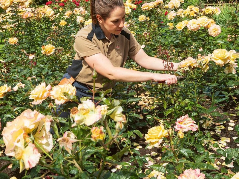 A member of the gardening team at Buckingham Palace deadheading roses in the Rose Garden