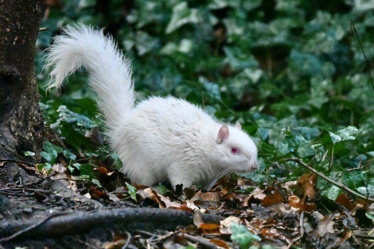 The albinism gene, present in around 1 in 100,000 grey squirrels, makes them easier for predators to spot.