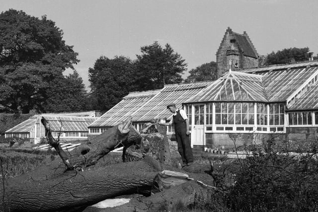 A tulip tree at Ravelston House Estate had to be felled after storm damage in June 1962.