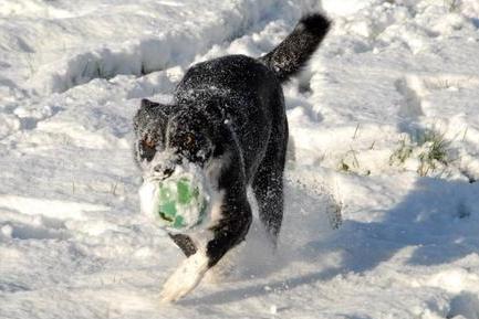20-month-old Molly, the Border Collie makes the most of the snow at Mansfield's Fisher Lane Park in December 2010.