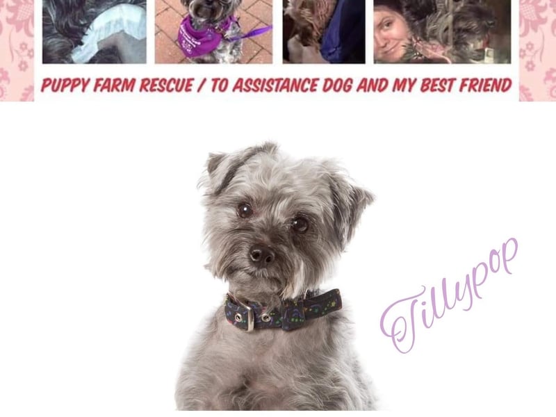 Tillypop was from a puppy farm and rescued at six-weeks-old. Tillypop's owner, Kyri, said: "Being disabled myself - Tillypop learned ways to help me, from bringing and dropping items to fetching help and pulling socks off, plus covering me up in bed. She helps to keep me calm when out due to my anxiety. She can help with the washing machine by opening doors. The list is endless." Sadly, Kyri said this gorgeous girl had not had any luck with her health due to a bad breeder, and as a result - suffers from a liver shunt, colitis, luxating patella in both back legs and stomach ulcers. Tillypop also has arthritis and allergies, receiving laser and physio daily. Kyri said Tillypop is a fighter, as she does not let any of her health conditions stop her from lighting up any room and being loved by all she meets. "She is a true star," she added.