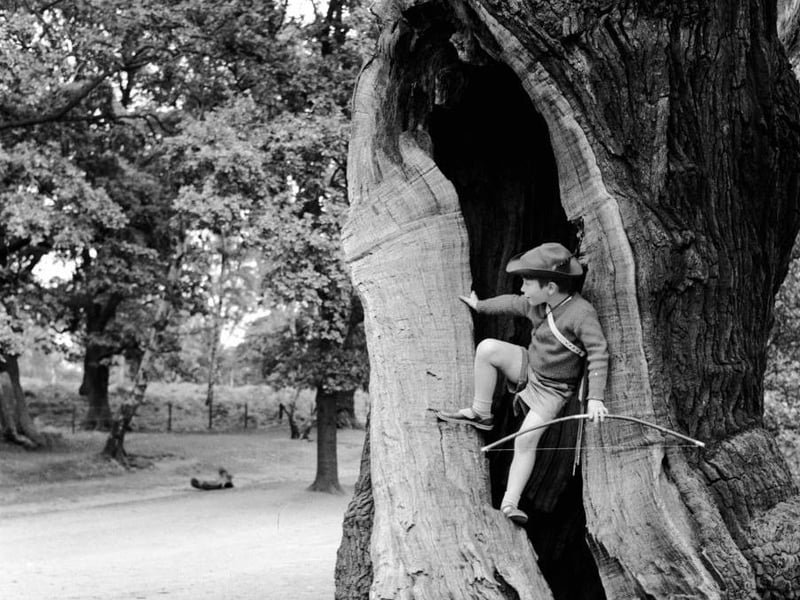 A young boy dressed as Robin Hood climbing into the hollow on oak tree in Sherwood Forest circa 1955.