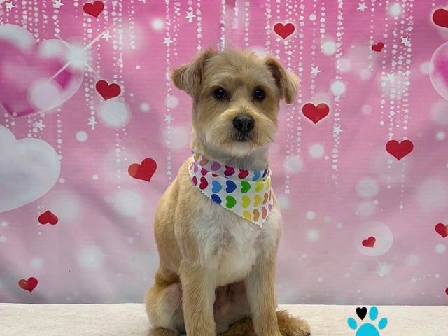 For more details and pricing, visit: shop.onallpawz.com
