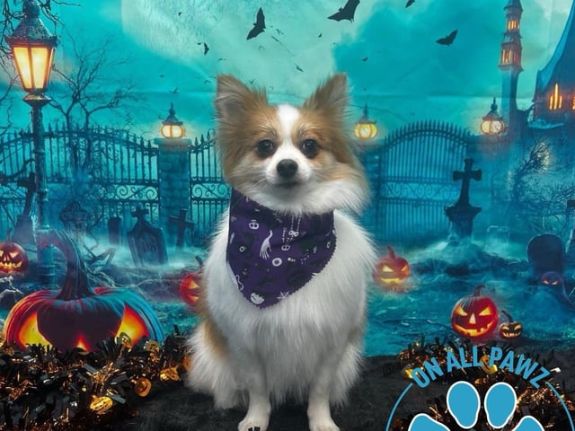 If customers haven't placed an order in store, they can still order through the website using the following link: shop.onallpawz.com/products/halloween Customers are asked to include their dog's name and the date they came for their groom in the notes section at checkout. This will help the team easily identify the dog.