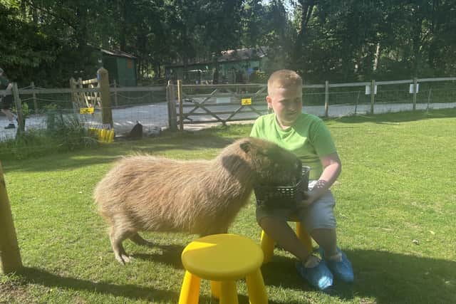 Feeding the capybaras has proved to be a very popular attraction.