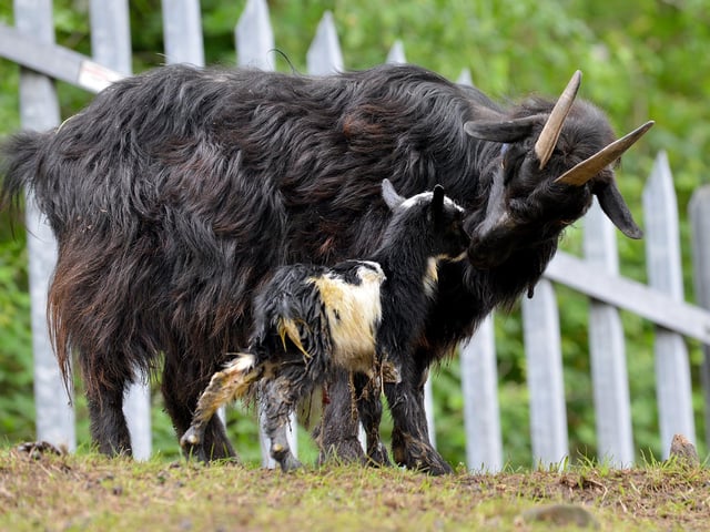 Get up close and personal with the animals at Willow Tree Family Farm. A range of talks will be taking place throughout the school holidays. For a full list of activities visit https://www.willowtree-farm.co.uk/