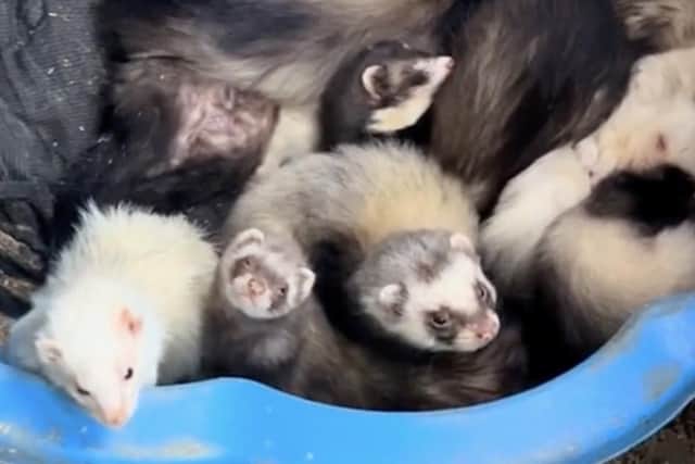 Some of the ferrets in the mansion. Rosie said: "I just love them. They can be so loving too."